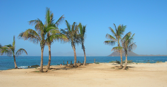 Palm trees and sea in Corralejo, Fuerteventura