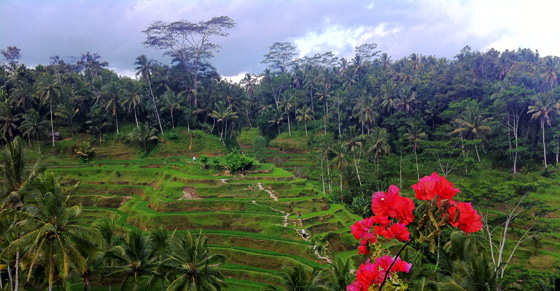 Bali