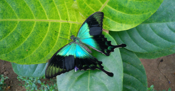 Butterfly in Bali