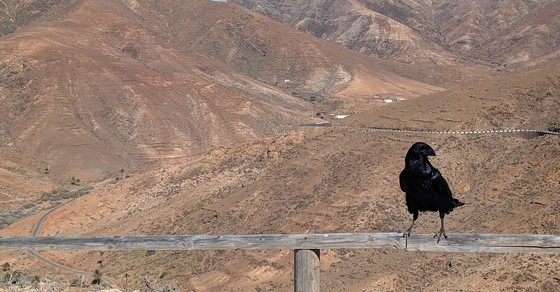 Fuerteventura